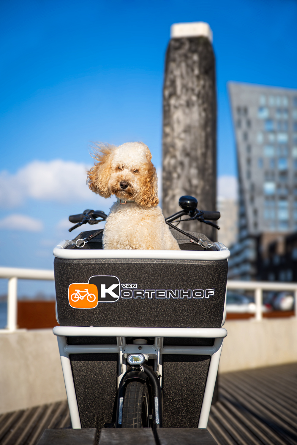 DOGPARTY! ZONDAG 1 MEI VAN 11:00 TOT 13:00 UUR IN MAASSLUIS